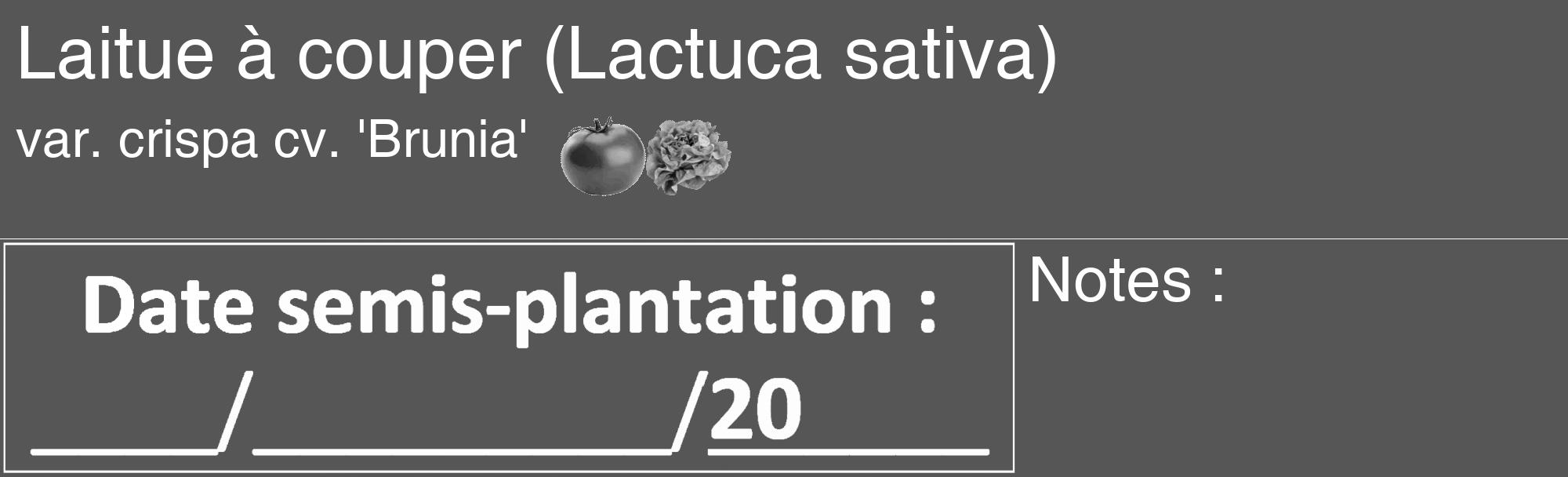 Étiquette de : Lactuca sativa var. crispa cv. 'Brunia' - format c - style blanche45_basique_basiquehel avec comestibilité simplifiée