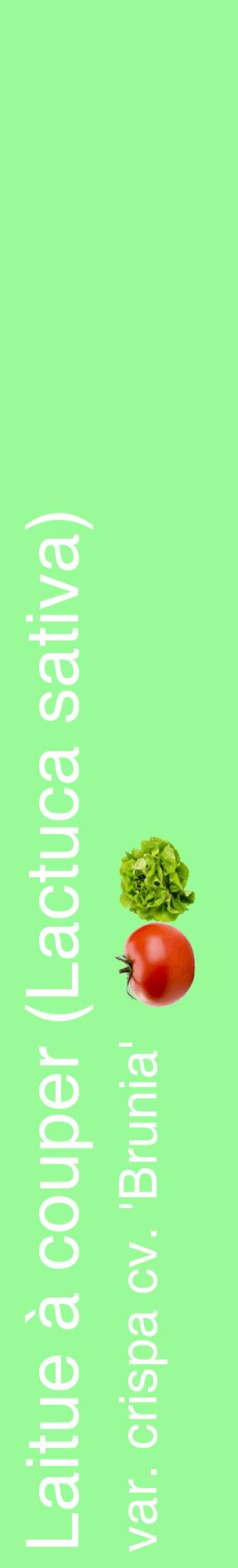 Étiquette de : Lactuca sativa var. crispa cv. 'Brunia' - format c - style blanche14_basiquehel avec comestibilité simplifiée