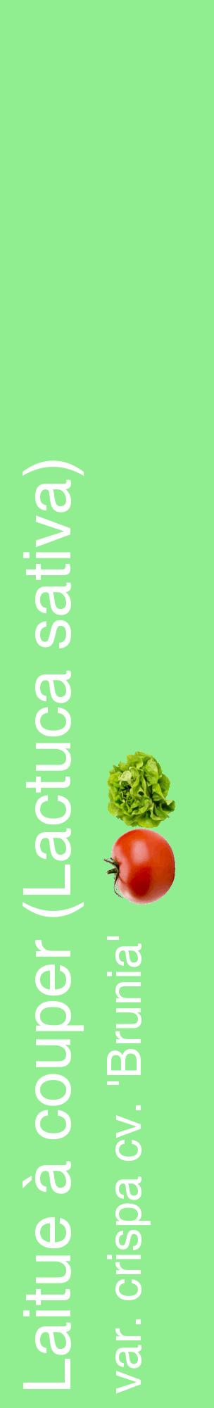 Étiquette de : Lactuca sativa var. crispa cv. 'Brunia' - format c - style blanche15_basiquehel avec comestibilité simplifiée