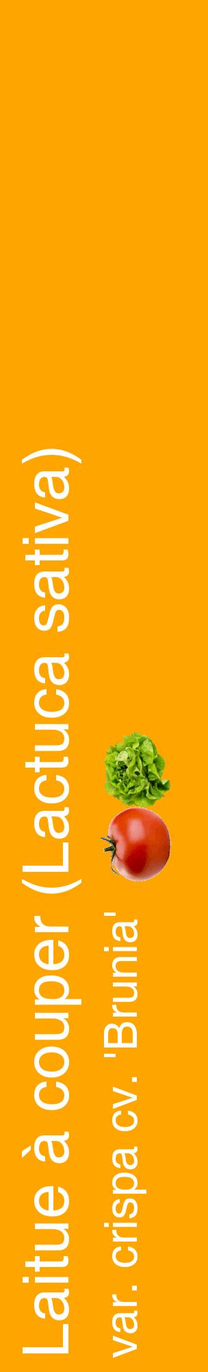 Étiquette de : Lactuca sativa var. crispa cv. 'Brunia' - format c - style blanche22_basiquehel avec comestibilité simplifiée