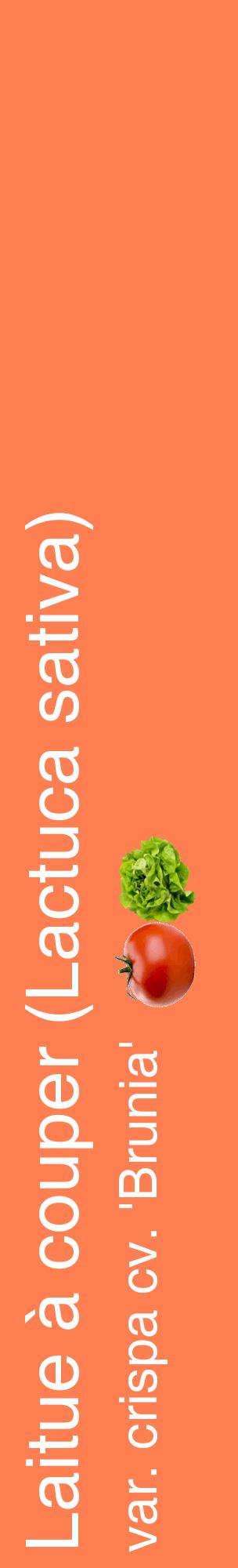 Étiquette de : Lactuca sativa var. crispa cv. 'Brunia' - format c - style blanche24_basiquehel avec comestibilité simplifiée