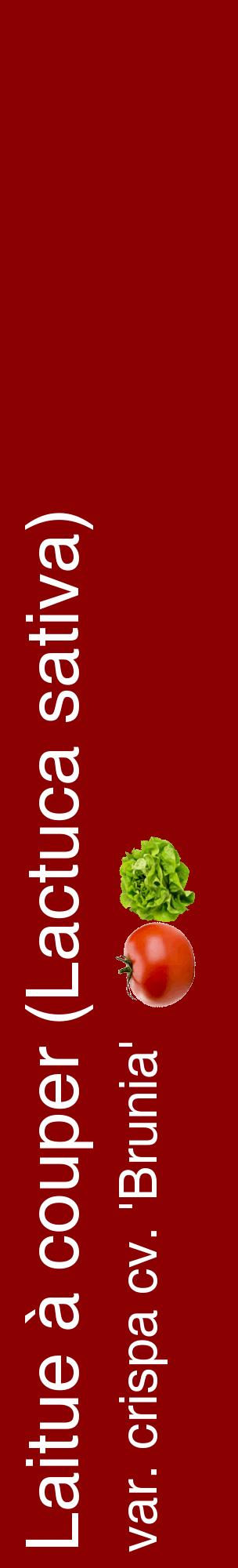 Étiquette de : Lactuca sativa var. crispa cv. 'Brunia' - format c - style blanche34_basiquehel avec comestibilité simplifiée