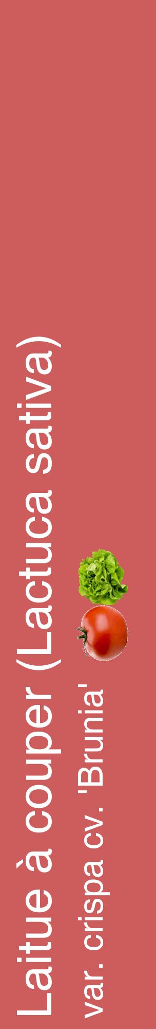 Étiquette de : Lactuca sativa var. crispa cv. 'Brunia' - format c - style blanche35_basiquehel avec comestibilité simplifiée