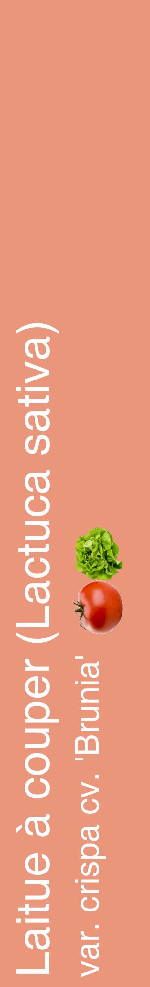 Étiquette de : Lactuca sativa var. crispa cv. 'Brunia' - format c - style blanche37_basiquehel avec comestibilité simplifiée
