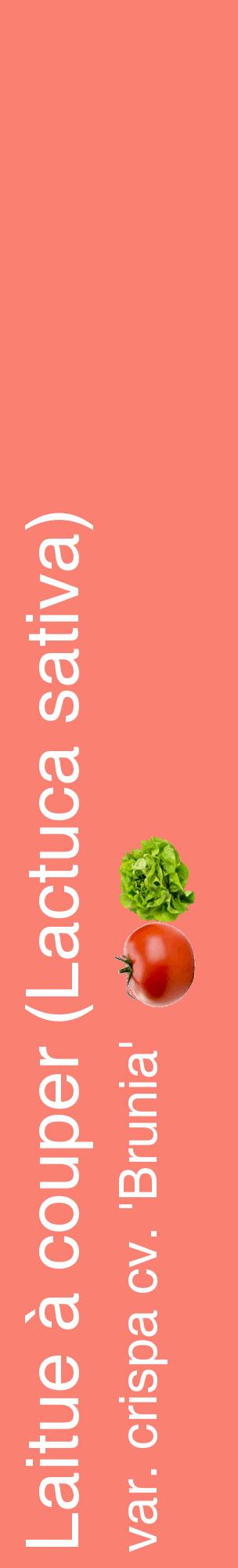 Étiquette de : Lactuca sativa var. crispa cv. 'Brunia' - format c - style blanche38_basiquehel avec comestibilité simplifiée