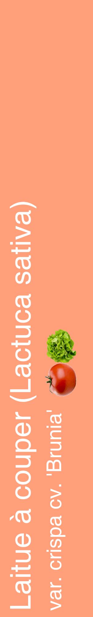 Étiquette de : Lactuca sativa var. crispa cv. 'Brunia' - format c - style blanche39_basiquehel avec comestibilité simplifiée
