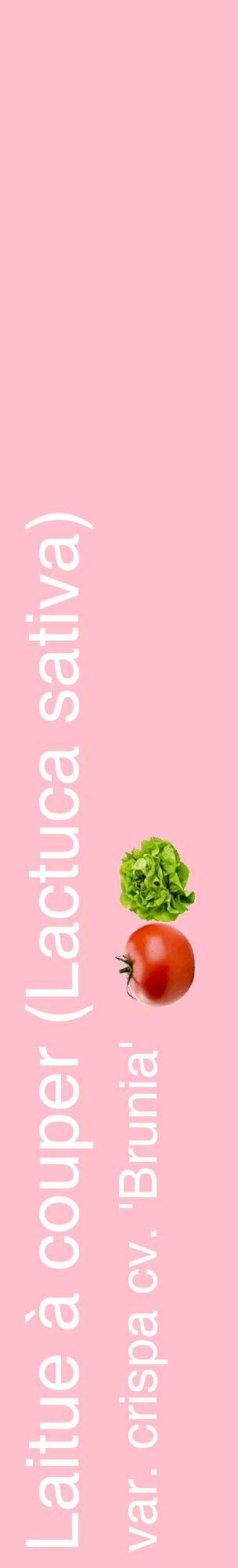 Étiquette de : Lactuca sativa var. crispa cv. 'Brunia' - format c - style blanche40_basiquehel avec comestibilité simplifiée