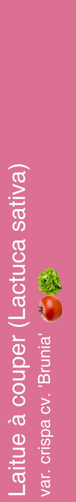 Étiquette de : Lactuca sativa var. crispa cv. 'Brunia' - format c - style blanche44_basiquehel avec comestibilité simplifiée