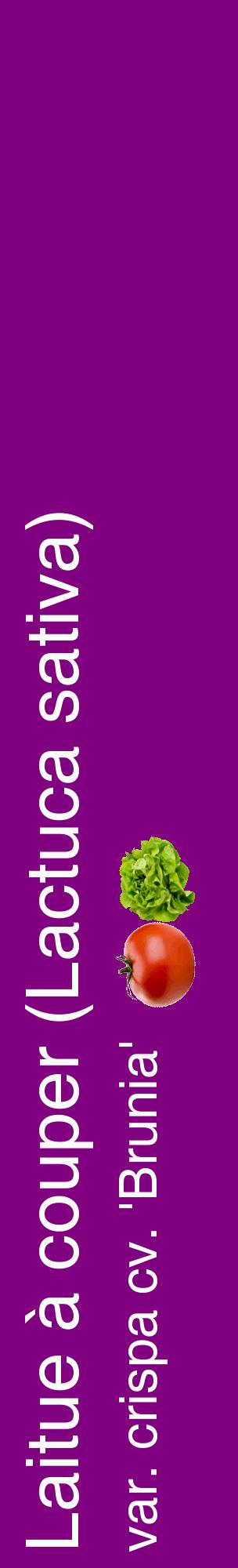 Étiquette de : Lactuca sativa var. crispa cv. 'Brunia' - format c - style blanche46_basiquehel avec comestibilité simplifiée
