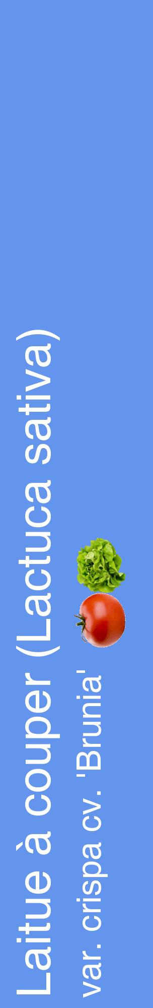 Étiquette de : Lactuca sativa var. crispa cv. 'Brunia' - format c - style blanche4_basiquehel avec comestibilité simplifiée