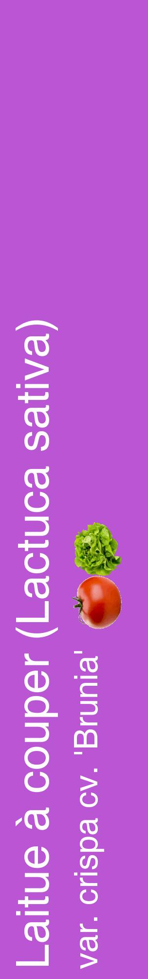 Étiquette de : Lactuca sativa var. crispa cv. 'Brunia' - format c - style blanche50_basiquehel avec comestibilité simplifiée