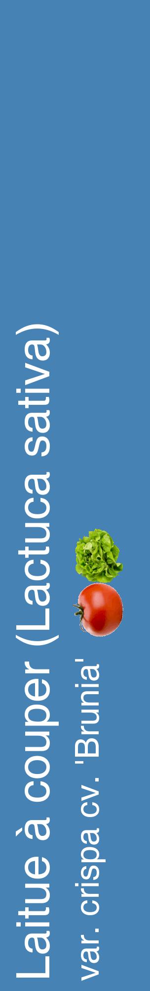 Étiquette de : Lactuca sativa var. crispa cv. 'Brunia' - format c - style blanche5_basiquehel avec comestibilité simplifiée