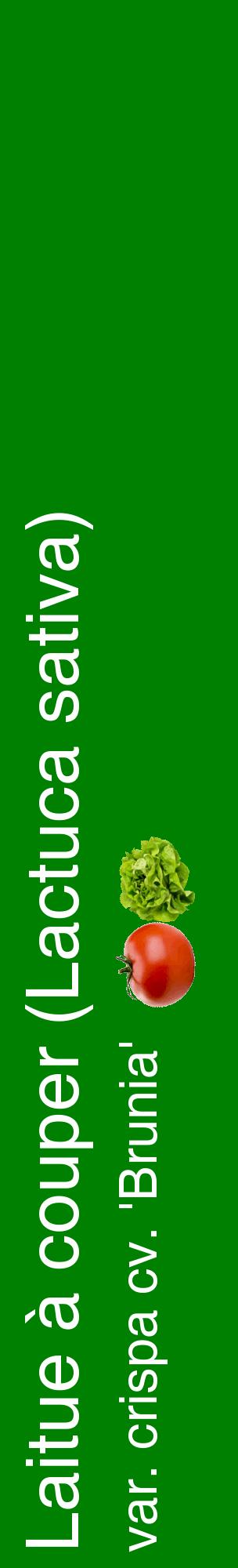 Étiquette de : Lactuca sativa var. crispa cv. 'Brunia' - format c - style blanche9_basiquehel avec comestibilité simplifiée