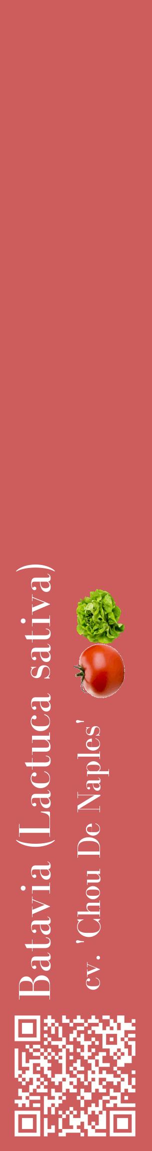 Étiquette de : Lactuca sativa cv. 'Chou De Naples' - format c - style blanche35_basiquebod avec qrcode et comestibilité simplifiée