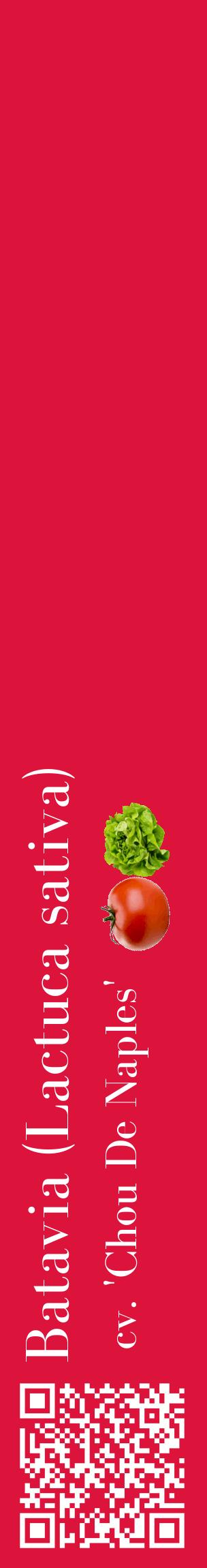 Étiquette de : Lactuca sativa cv. 'Chou De Naples' - format c - style blanche36_basiquebod avec qrcode et comestibilité simplifiée