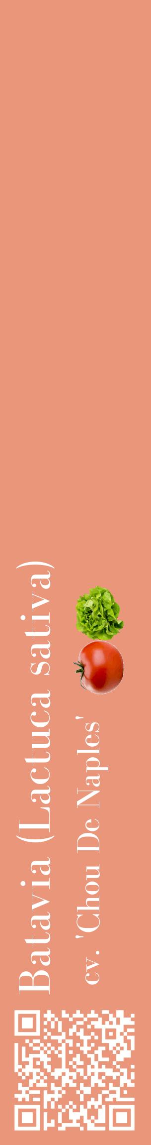 Étiquette de : Lactuca sativa cv. 'Chou De Naples' - format c - style blanche37_basiquebod avec qrcode et comestibilité simplifiée
