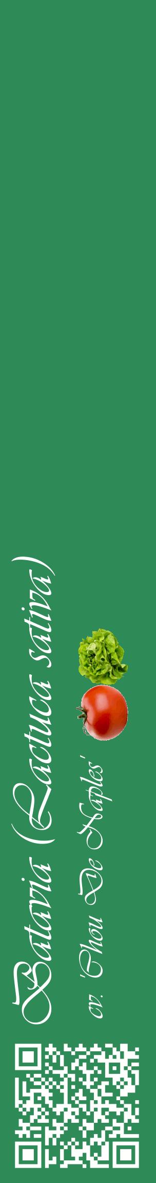 Étiquette de : Lactuca sativa cv. 'Chou De Naples' - format c - style blanche11_basiqueviv avec qrcode et comestibilité simplifiée