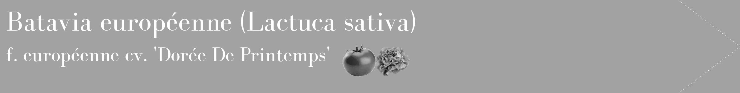 Étiquette de : Lactuca sativa f. européenne cv. 'Dorée De Printemps' - format c - style blanche38_simple_simplebod avec comestibilité simplifiée