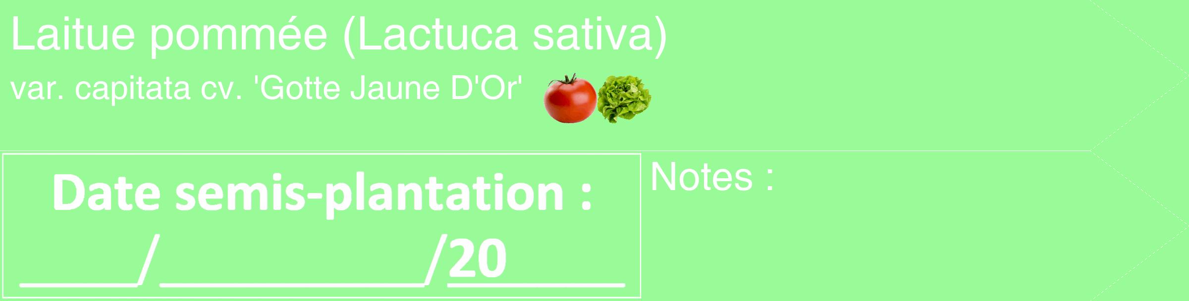 Étiquette de : Lactuca sativa var. capitata cv. 'Gotte Jaune D'Or' - format c - style blanche14_simple_simplehel avec comestibilité simplifiée