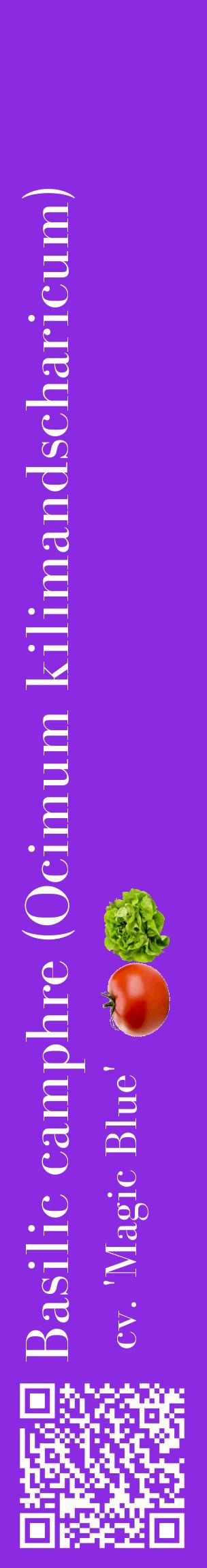 Étiquette de : Ocimum kilimandscharicum cv. 'Magic Blue' - format c - style blanche49_basiquebod avec qrcode et comestibilité simplifiée