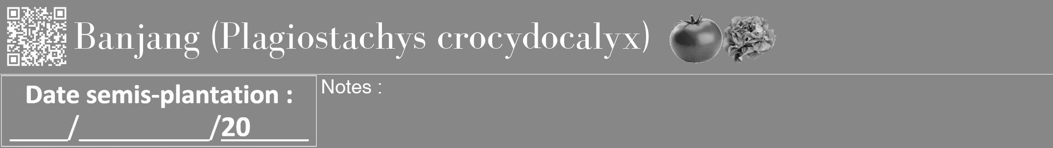 Étiquette de : Plagiostachys crocydocalyx - format a - style blanche12bod avec qrcode et comestibilité simplifiée