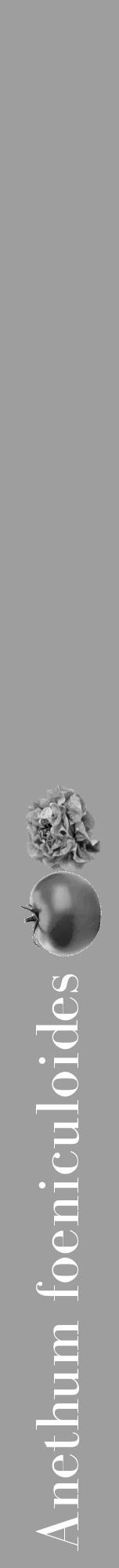 Étiquette de : Anethum foeniculoides - format a - style blanche42bod avec comestibilité simplifiée - position verticale