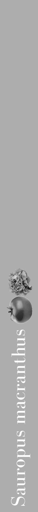 Étiquette de : Sauropus macranthus - format a - style blanche22bod avec comestibilité simplifiée - position verticale