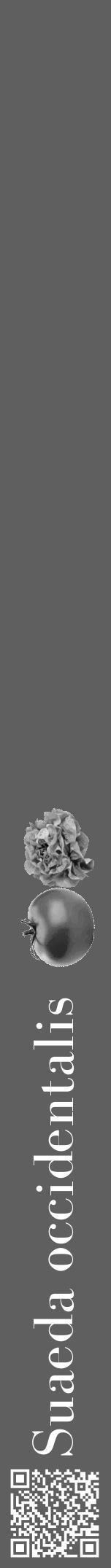 Étiquette de : Suaeda occidentalis - format a - style blanche10bod avec qrcode et comestibilité simplifiée - position verticale