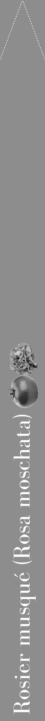 Étiquette de : Rosa moschata - format b - style blanche2bod avec comestibilité simplifiée - position verticale