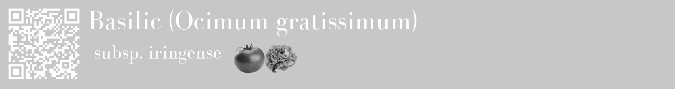 Étiquette de : Ocimum gratissimum subsp. iringense - format c - style blanche15_basique_basiquebod avec qrcode et comestibilité simplifiée