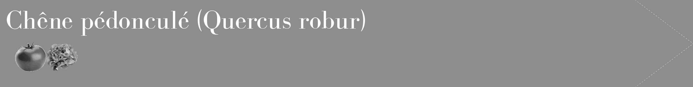 Étiquette de : Quercus robur - format c - style blanche2_simple_simplebod avec comestibilité simplifiée