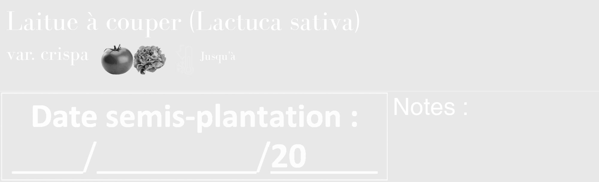 Étiquette de : Lactuca sativa var. crispa - format c - style blanche55basique_basique_basiquebod avec comestibilité simplifiée