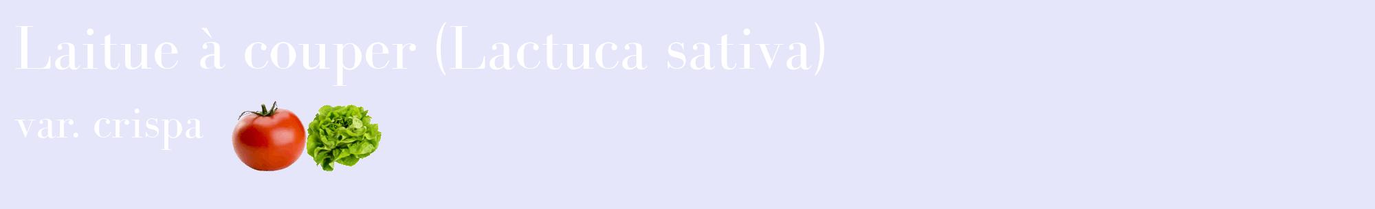 Étiquette de : Lactuca sativa var. crispa - format c - style blanche55basique_basique_basiquebod avec comestibilité simplifiée