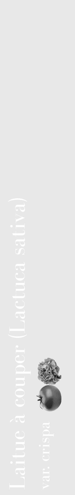 Étiquette de : Lactuca sativa var. crispa - format c - style blanche55basique_basique_basiquebod avec comestibilité simplifiée - position verticale