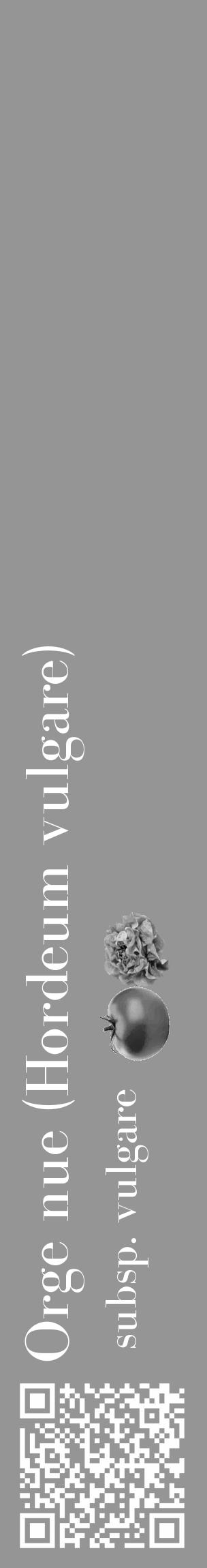Étiquette de : Hordeum vulgare subsp. vulgare - format c - style blanche16_basique_basiquebod avec qrcode et comestibilité simplifiée - position verticale