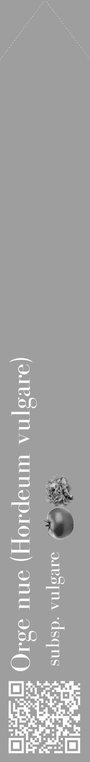 Étiquette de : Hordeum vulgare subsp. vulgare - format c - style blanche42_simple_simplebod avec qrcode et comestibilité simplifiée - position verticale