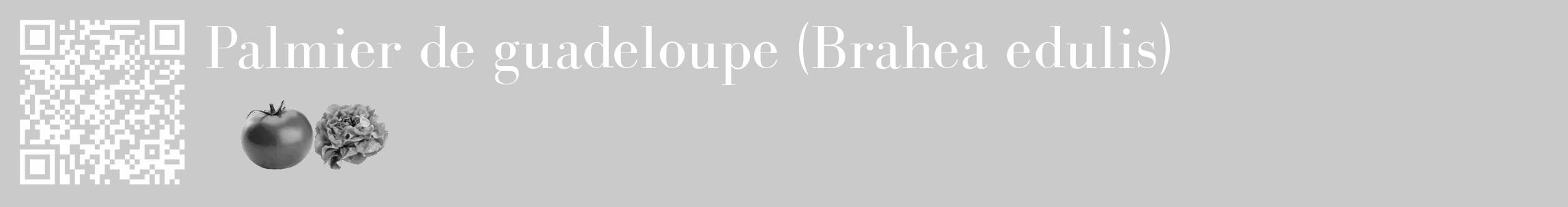 Étiquette de : Brahea edulis - format c - style blanche21_basique_basiquebod avec qrcode et comestibilité simplifiée