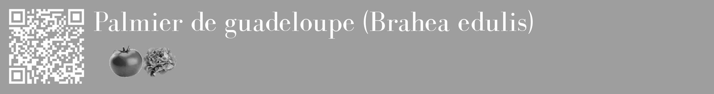 Étiquette de : Brahea edulis - format c - style blanche23_basique_basiquebod avec qrcode et comestibilité simplifiée