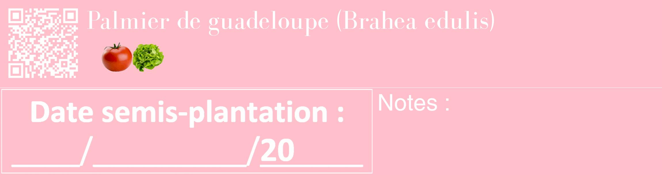 Étiquette de : Brahea edulis - format c - style blanche40_basique_basiquebod avec qrcode et comestibilité simplifiée
