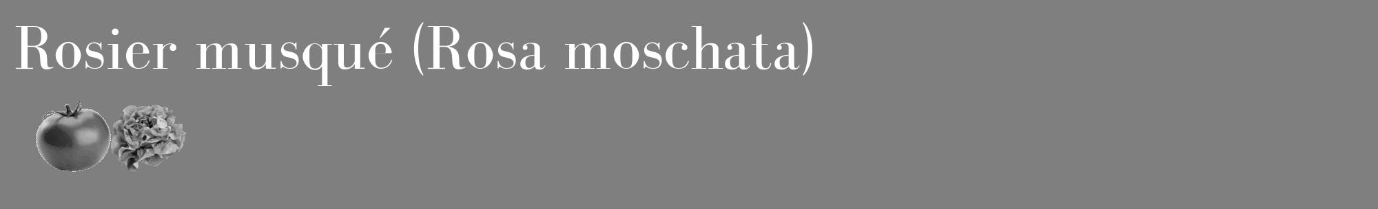 Étiquette de : Rosa moschata - format c - style blanche57_basique_basiquebod avec comestibilité simplifiée