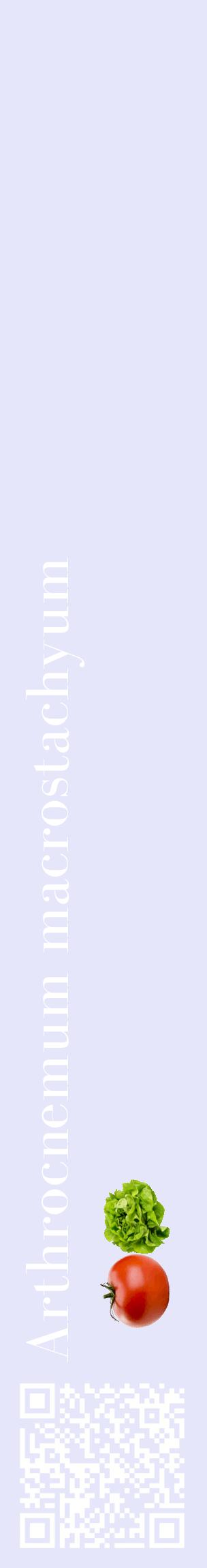 Étiquette de : Arthrocnemum macrostachyum - format c - style blanche55_basiquebod avec qrcode et comestibilité simplifiée