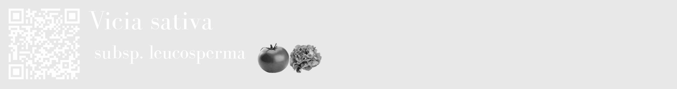 Étiquette de : Vicia sativa subsp. leucosperma - format c - style blanche55_basique_basiquebod avec qrcode et comestibilité simplifiée