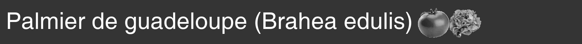 Étiquette de : Brahea edulis - format a - style blanche46hel avec comestibilité simplifiée