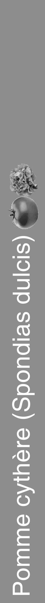 Étiquette de : Spondias dulcis - format a - style blanche2hel avec comestibilité simplifiée - position verticale
