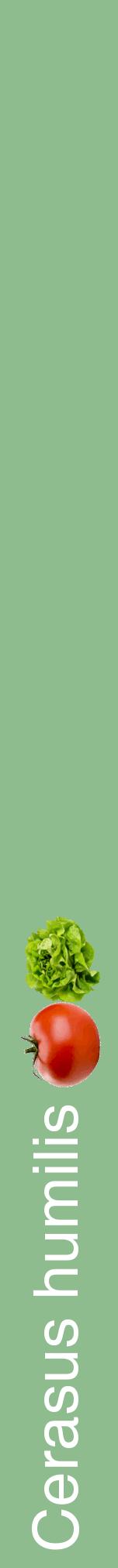 Étiquette de : Cerasus humilis - format a - style blanche13hel avec comestibilité simplifiée