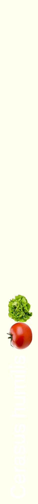 Étiquette de : Cerasus humilis - format a - style blanche19hel avec comestibilité simplifiée