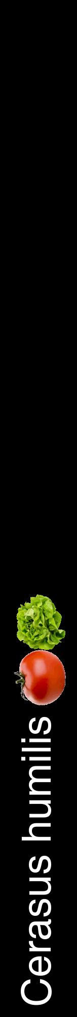 Étiquette de : Cerasus humilis - format a - style blanche59hel avec comestibilité simplifiée