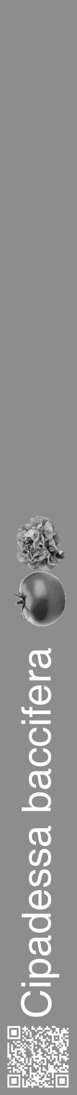 Étiquette de : Cipadessa baccifera - format a - style blanche2basiquehel avec qrcode et comestibilité simplifiée - position verticale