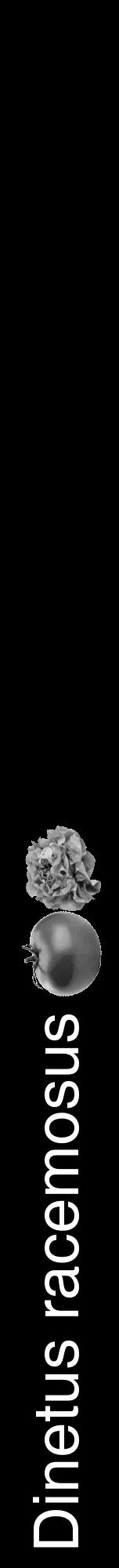 Étiquette de : Dinetus racemosus - format a - style blanche59hel avec comestibilité simplifiée - position verticale