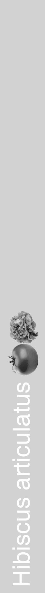 Étiquette de : Hibiscus articulatus - format a - style blanche14hel avec comestibilité simplifiée - position verticale